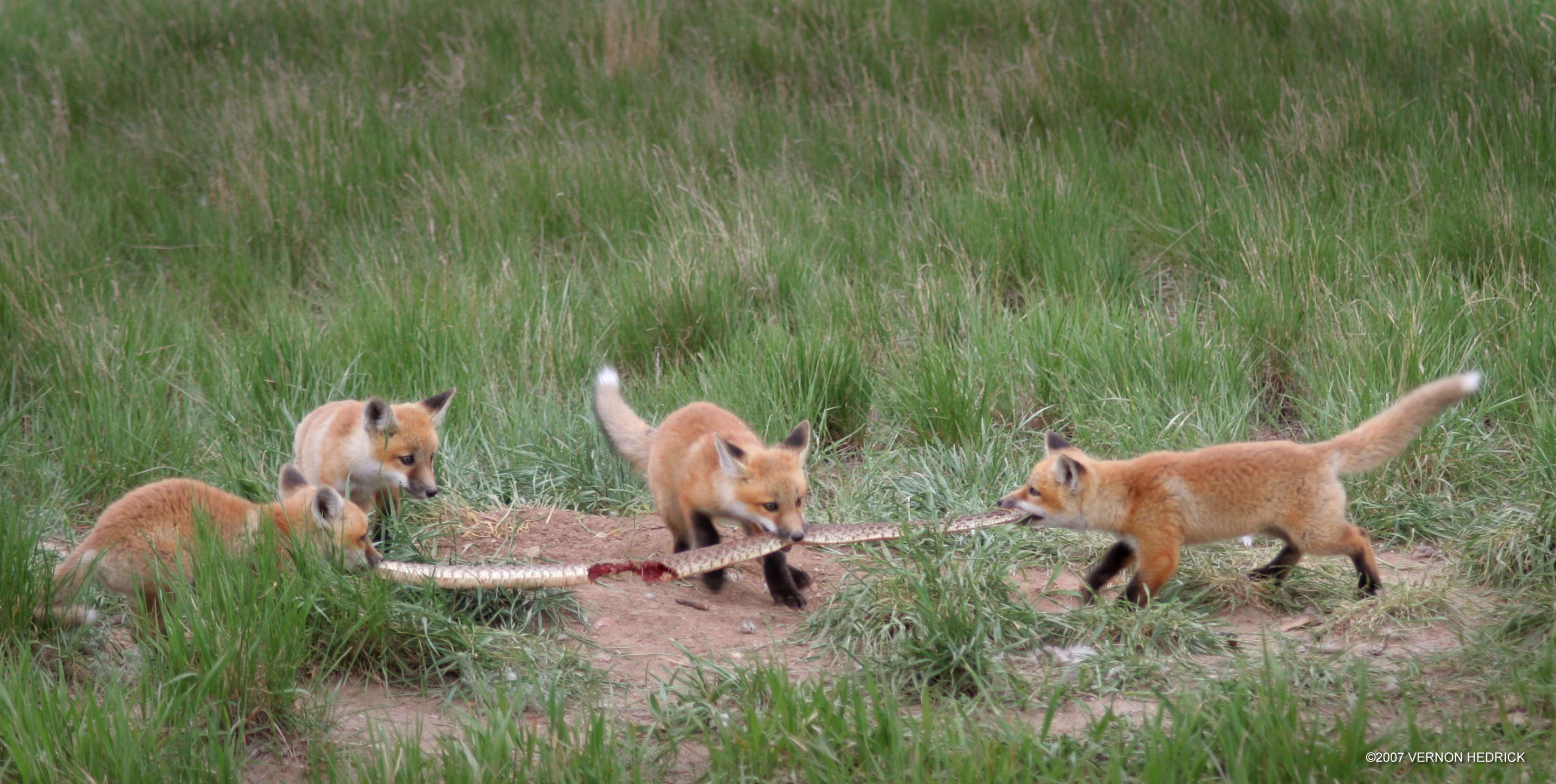 foxes008.jpg